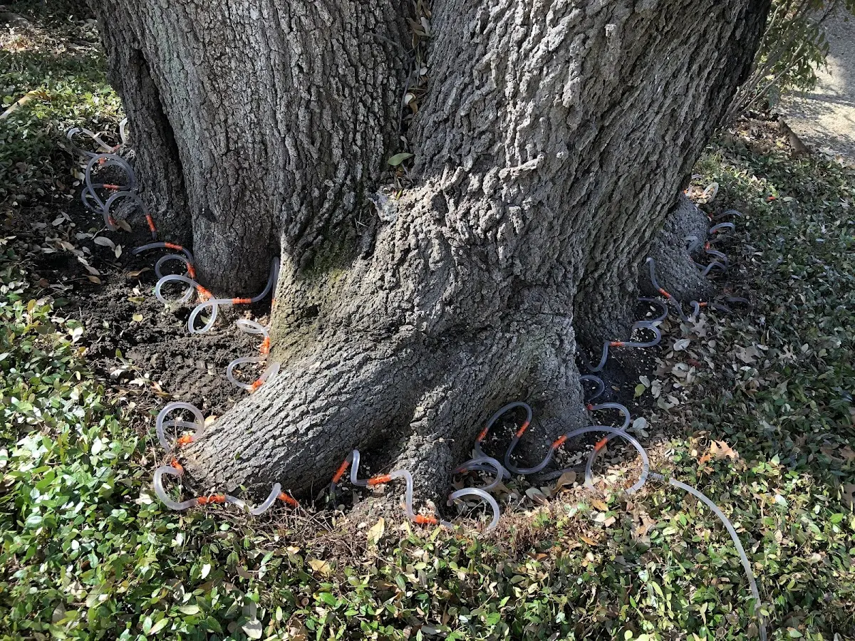 Detailed Tree Cabling and Bracing job site in Akron